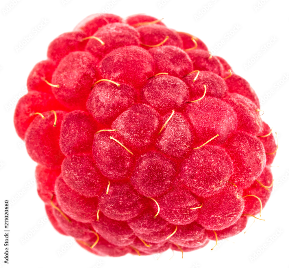 isolated berry. One fresh raspberry fruit isolated on white background isolated berry. One fresh raspberry fruit isolated on white background