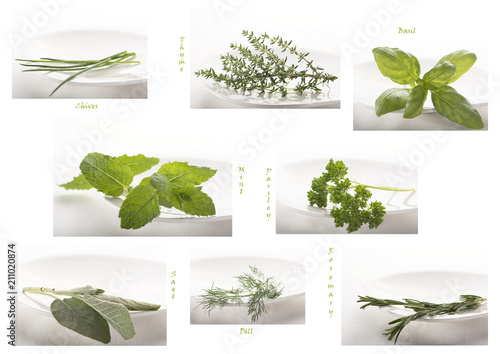 Overview of several kinds of green common herbs, on a white plate, against white background. Herbs to be used for cooking as a tasty and fragrant ingredient to add delicious flavour to the food.