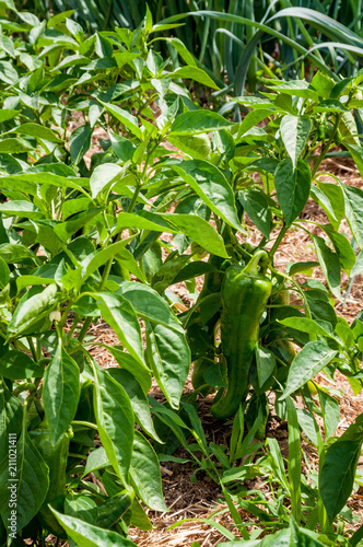 Green peppers awaiting harvest on a farm