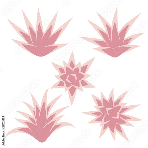 Set of succulent plant, bush, flower isolated on white background. Vector illustration.
