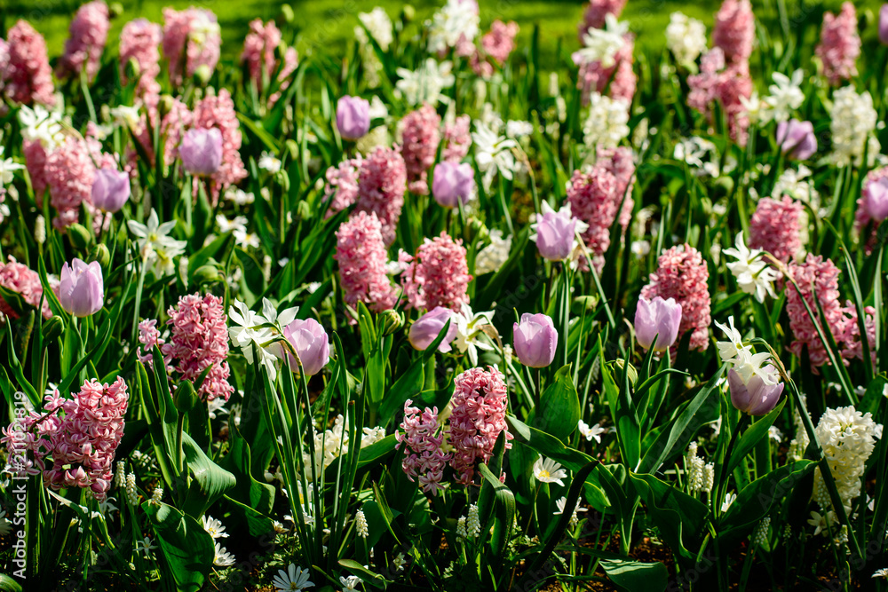 Beautiful blooming bright fresh hyacinth flowers in the garden o Beautiful blooming bright fresh hyacinth flowers in the garden o