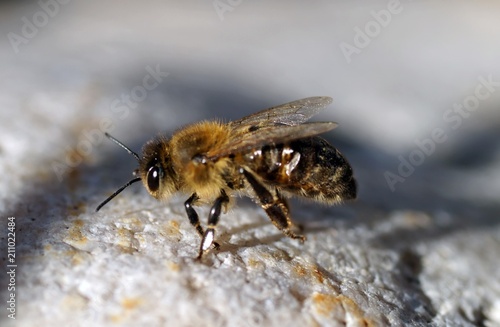 Dunkle Europäische Biene (Apis mellifera mellifera) © brudertack69