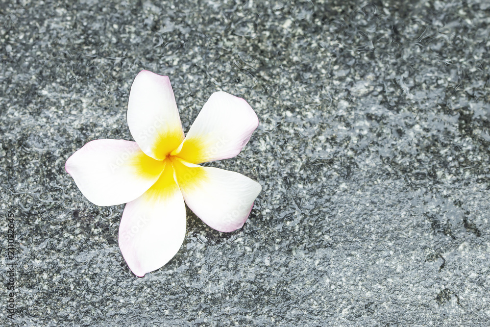 Plumeria white on black granite. Plumeria white on black granite.
