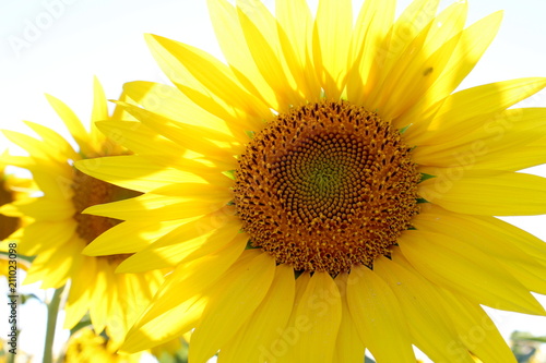 Sunflower in the summer field. © Nina