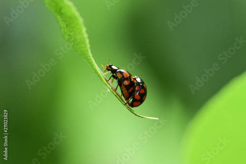 The red dot. Ladybug on green foliage.The process of reproduction of insects. © Vadim