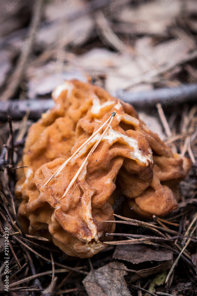 Gyromitra gigas grows not too abundant from March to May in coniferous forests on the roots of dead trees or rotting stumps, mainly spruce Gyromitra gigas grows not too abundant from March to May in coniferous forests on the roots of dead trees or rotting stumps, mainly spruce