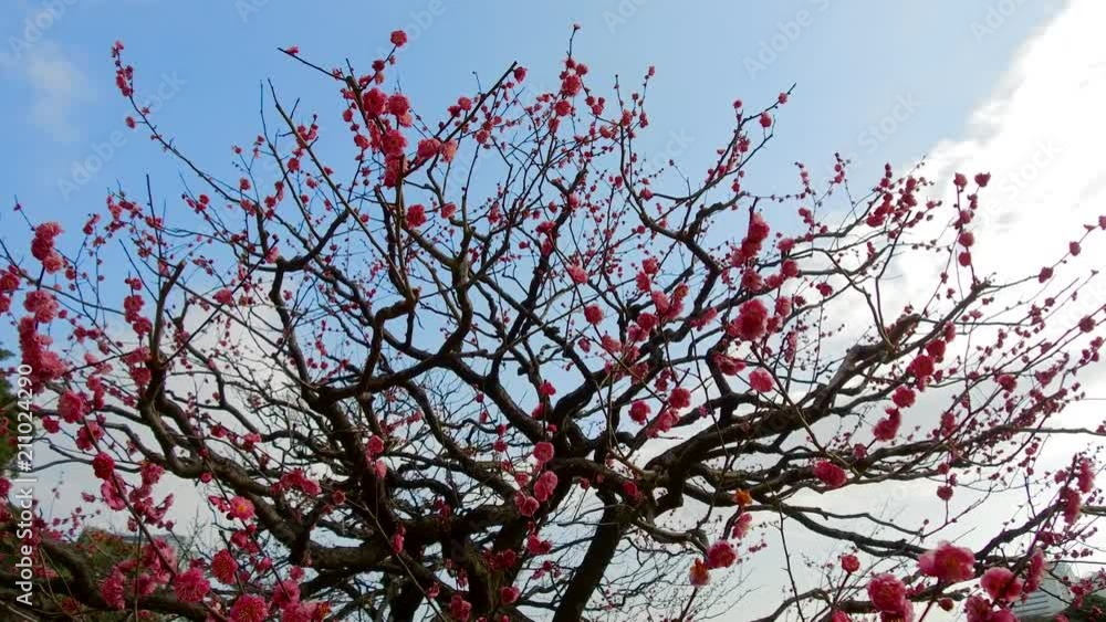 nature, botany, gardening and flora concept - close up of beautiful sakura tree branches with flowers at hamarikyu gardens public park in tokyo, japan nature, botany, gardening and flora concept - close up of beautiful sakura tree branches with flowers at hamarikyu gardens public park in tokyo, japan