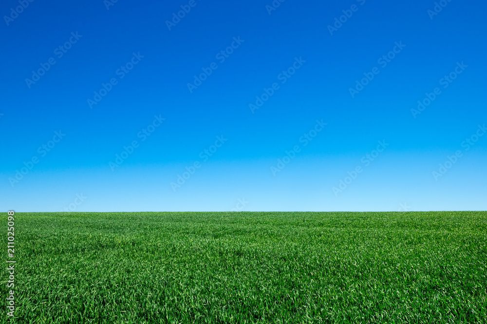 green field and blue sky with clouds