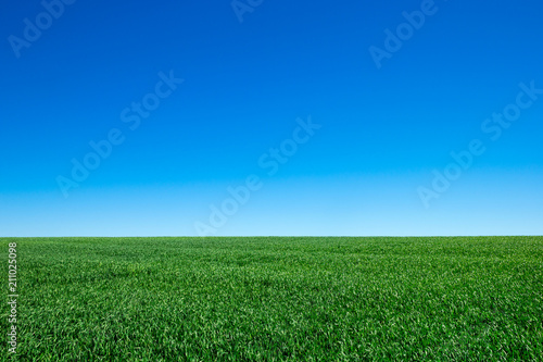 Fototapeta Naklejka Na Ścianę i Meble -  green field and blue sky with clouds