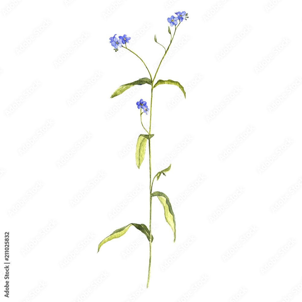 watercolor drawing flower of forget-me-nots