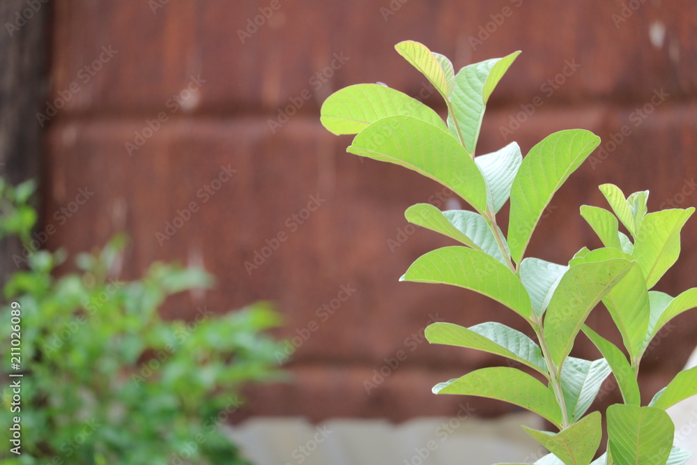 small Guava plant small Guava plant