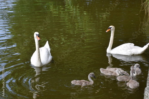 rural scene with swan family in water  mute swan family on a lake in bavaria in june