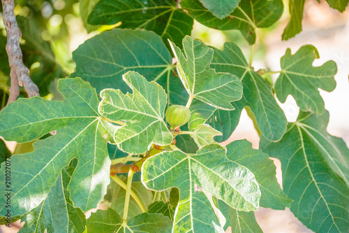 Green figs on the tree in a sunny day.Fig tree. Ripe fig fruits on tree branch.Green figs in a sunny day.Growing fig fruit