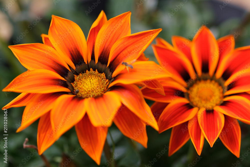 fleurs fleurs