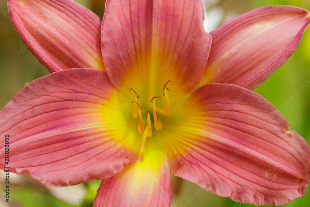 fleurs fleurs