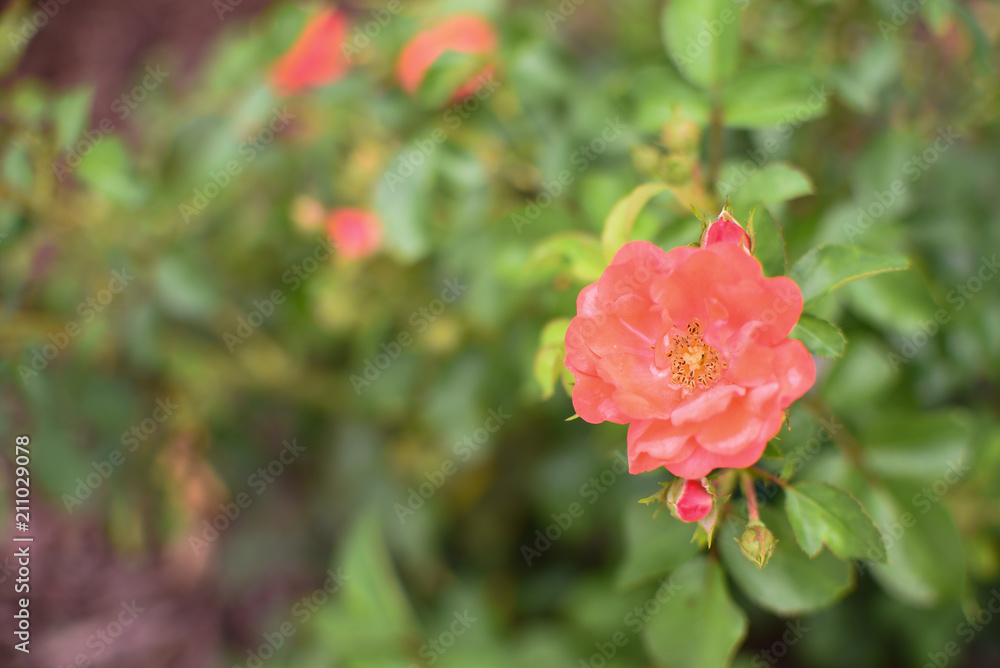 Dwarf roses. Beautiful coral miniature rose or fairy rose	