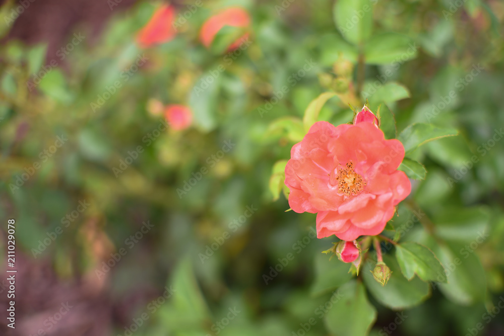 Dwarf roses. Beautiful coral miniature rose or fairy rose Dwarf roses. Beautiful coral miniature rose or fairy rose