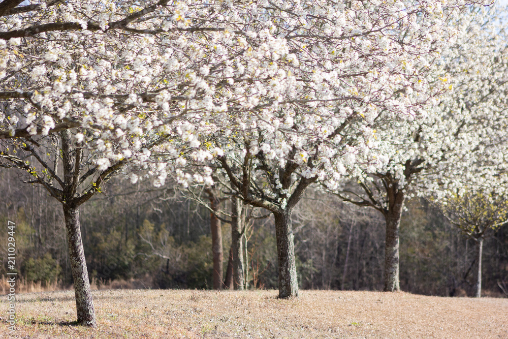 Fototapeta premium Dogwood Trees