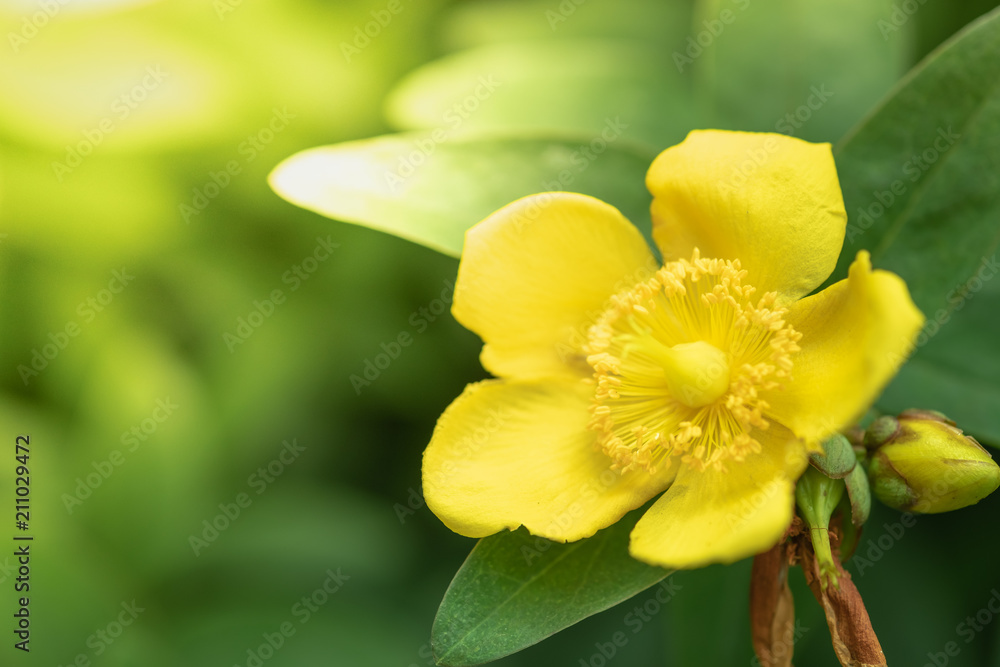 Close up of beautiful yellow flower with green leaf. Nature background. Close up of beautiful yellow flower with green leaf. Nature background.