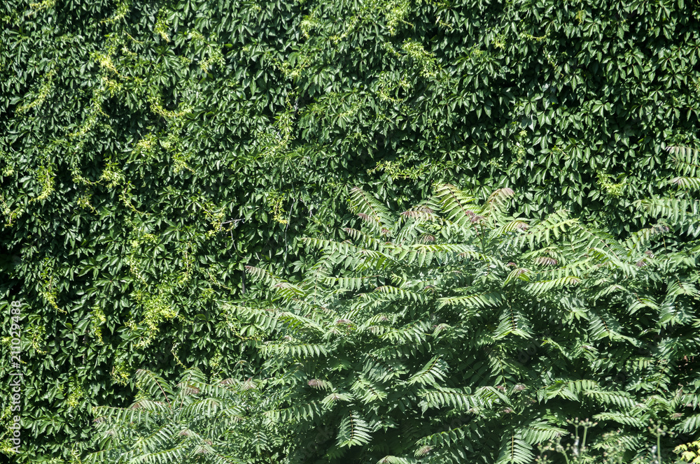Wall grown with green vegetation in a park as natural background Wall grown with green vegetation in a park as natural background