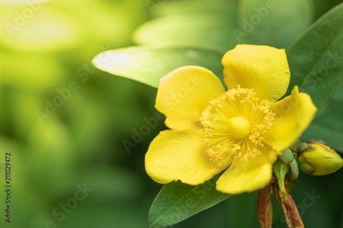 Close up of beautiful yellow flower with green leaf. Nature background.