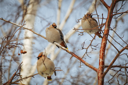 A group of waxwing birds sitting on a rowan tree