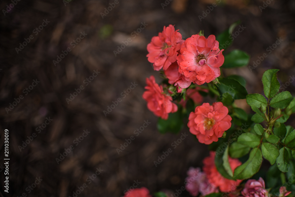 Dwarf roses. Beautiful coral miniature rose or fairy rose Dwarf roses. Beautiful coral miniature rose or fairy rose