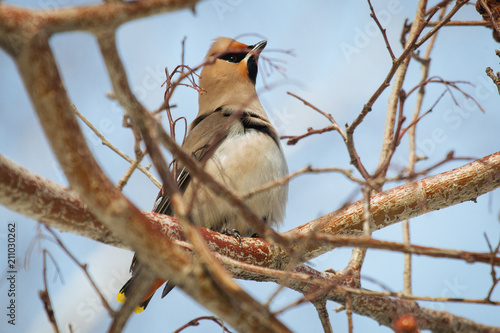 Waxwing bird sitting on a rowan tree