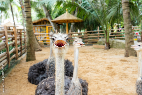 Furry ostrich in close-up photo