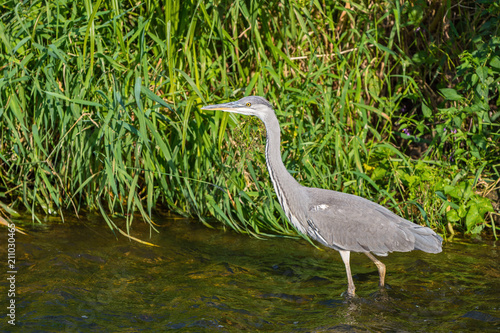 gray heron  Ardea cinerea  looking for food in the river