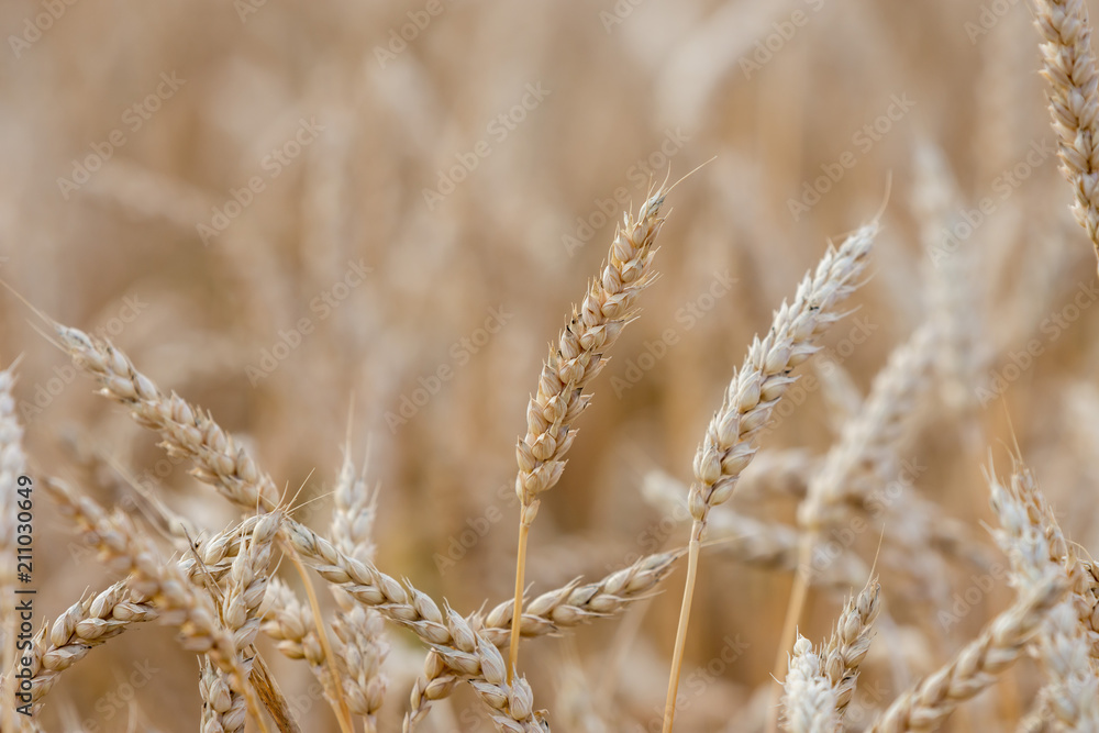 Fototapeta premium ripening grain of ears in the field