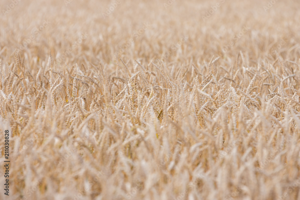 ripening grain of ears in the field ripening grain of ears in the field