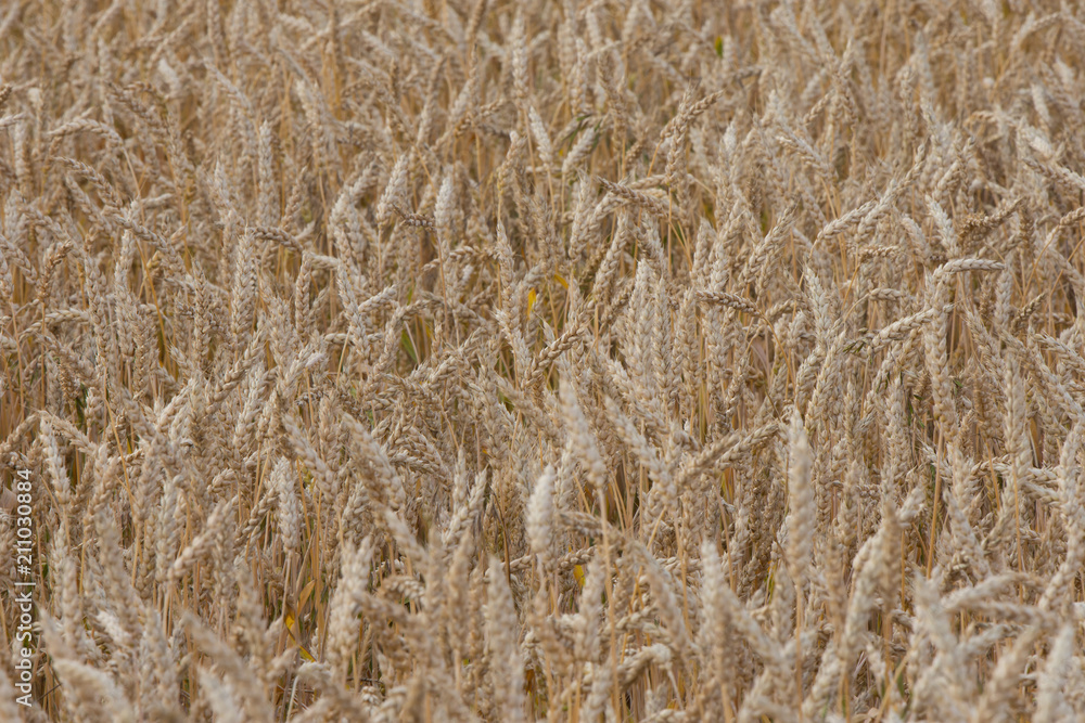 ripening grain of ears in the field ripening grain of ears in the field