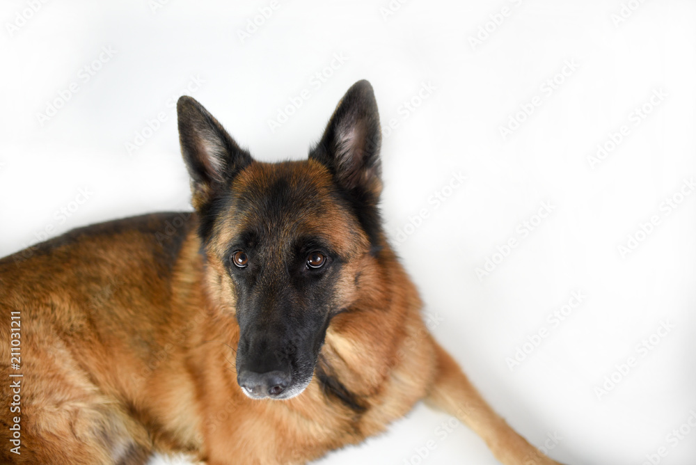 Portrait of adult German Shepherd, 5 years old, in front of white background Portrait of adult German Shepherd, 5 years old, in front of white background
