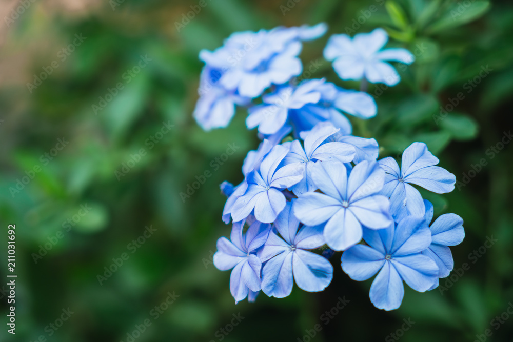 Tender blue flowers in close-up Tender blue flowers in close-up
