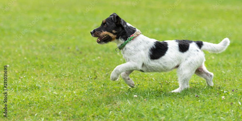 Jack Russell Terrier male. Small purebred dog is running fast over a green meadow Jack Russell Terrier male. Small purebred dog is running fast over a green meadow