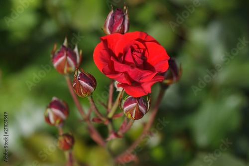 Wallpaper Mural roses Torontodigital.ca