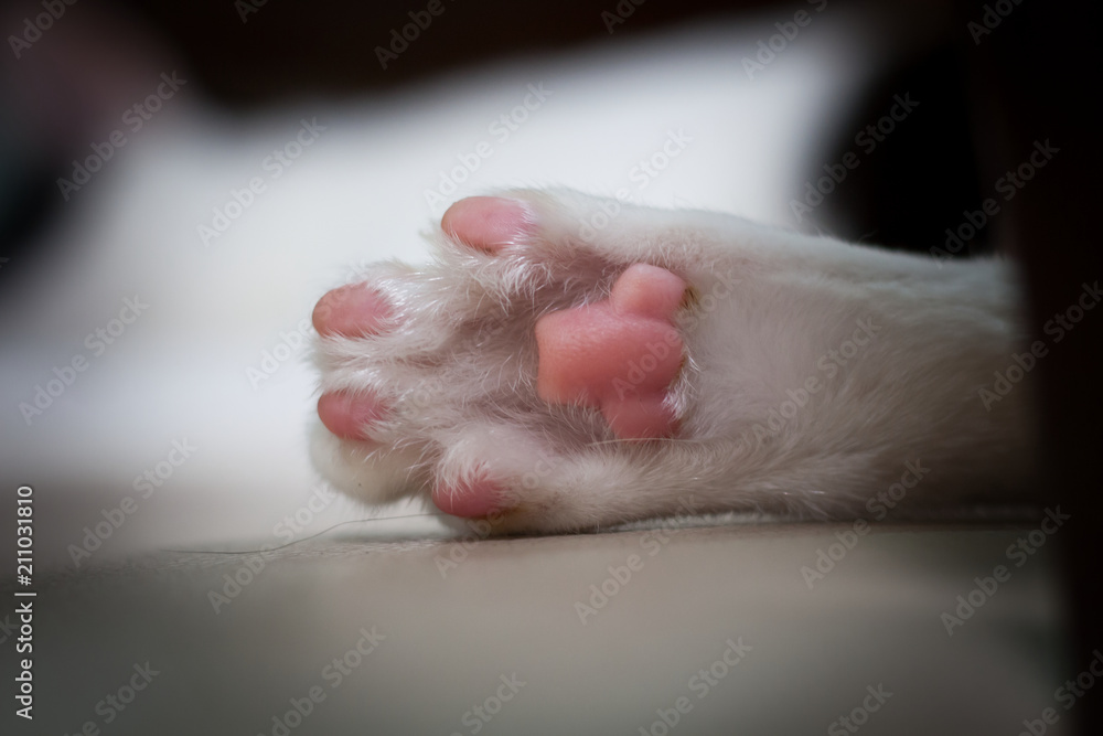 Close Up of a cat’s paws. Close Up of a cat’s paws.