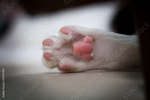 Close Up of a cat’s paws.