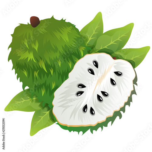 soursop vector illustration photo