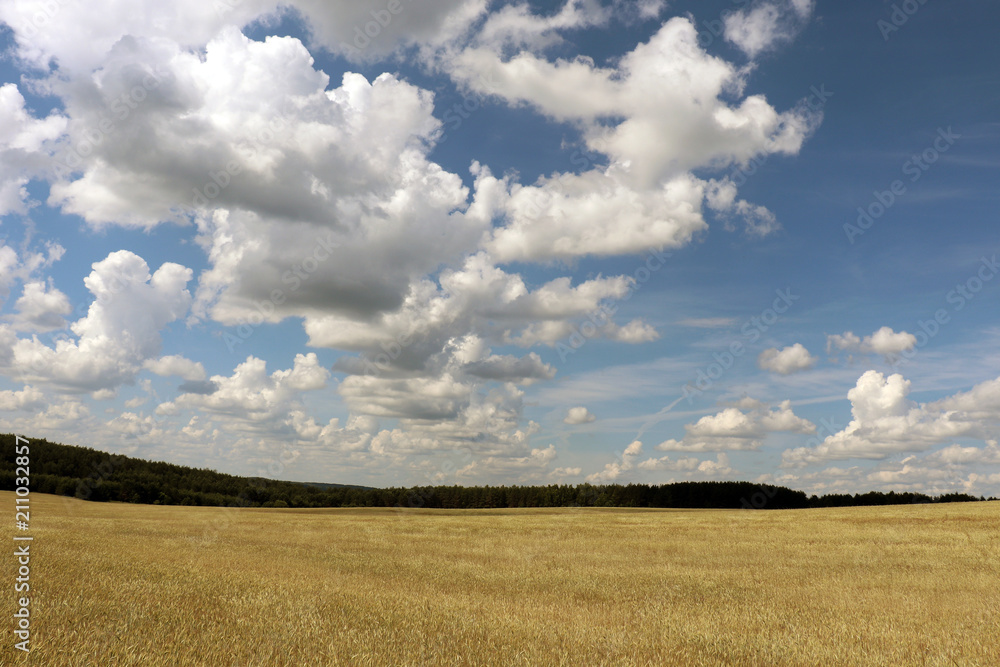 field, nature, grass, blue, clouds, summer