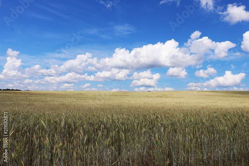 field, wheat, sky, agriculture