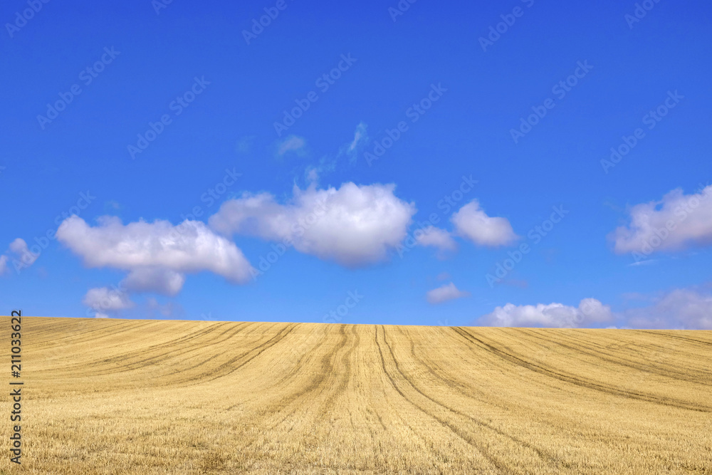 Harvested wheat field