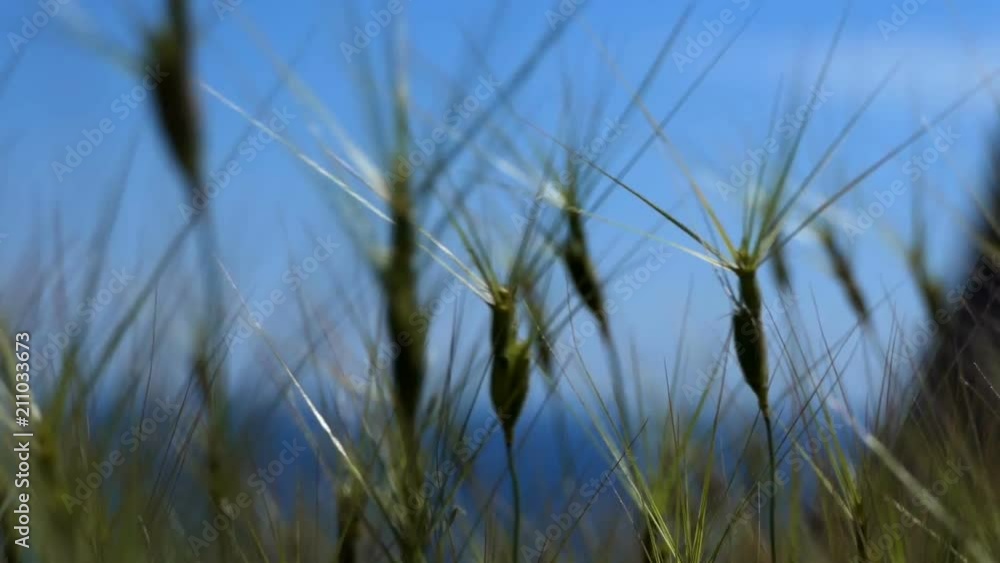 Summer Background of Spikelets Summer Background of Spikelets
