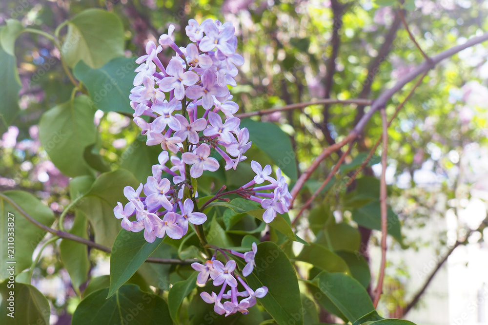 Lilacs blooming in the spring. Flower Tree blooming in spring and early summer. Lilacs blooming in the spring. Flower Tree blooming in spring and early summer.