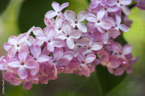 The pink lilac flowers are close. Flower Tree blooming in spring and early summer.