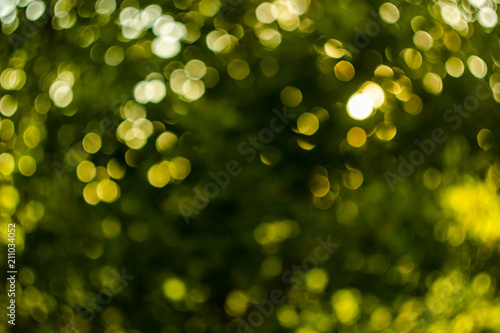 background blur green and yellow leaves of trees