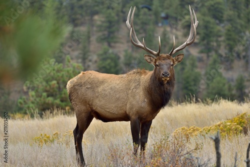 Bull Elk - Full body front side view of a strong mature bull elk in Rocky Mountain National Park, Colorado, USA.