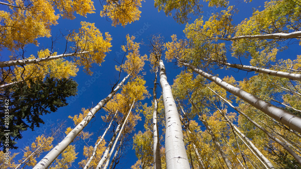 Fototapeta premium Looking up through the tall aspens - Santa Fe National Forest