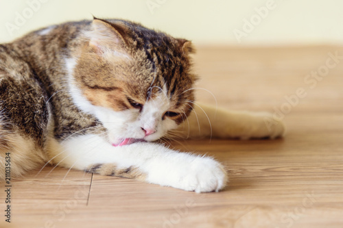 Fototapeta Naklejka Na Ścianę i Meble -  Cat lick its self for cleaning